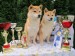 KCHMPP Mikulov, 19.8.2017 - Nejlepší pár psů 2. místo